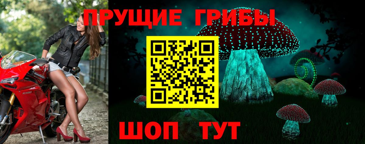 Курчатов  Галлюциногенные грибы Cubensis  Вход с VPN 